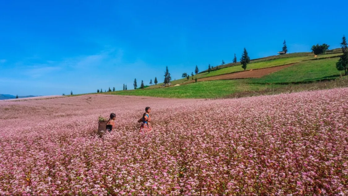 Hoàng Su Phì ở đâu? Kinh nghiệm du lịch tại Hoàng Su Phì nên biết