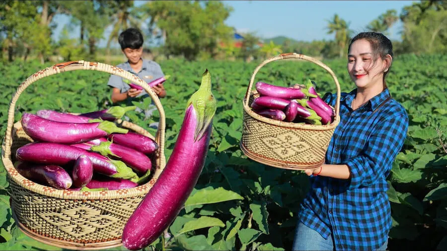 Hướng dẫn bà con cách trồng cà tím trĩu quả, hạn chế sâu bệnh