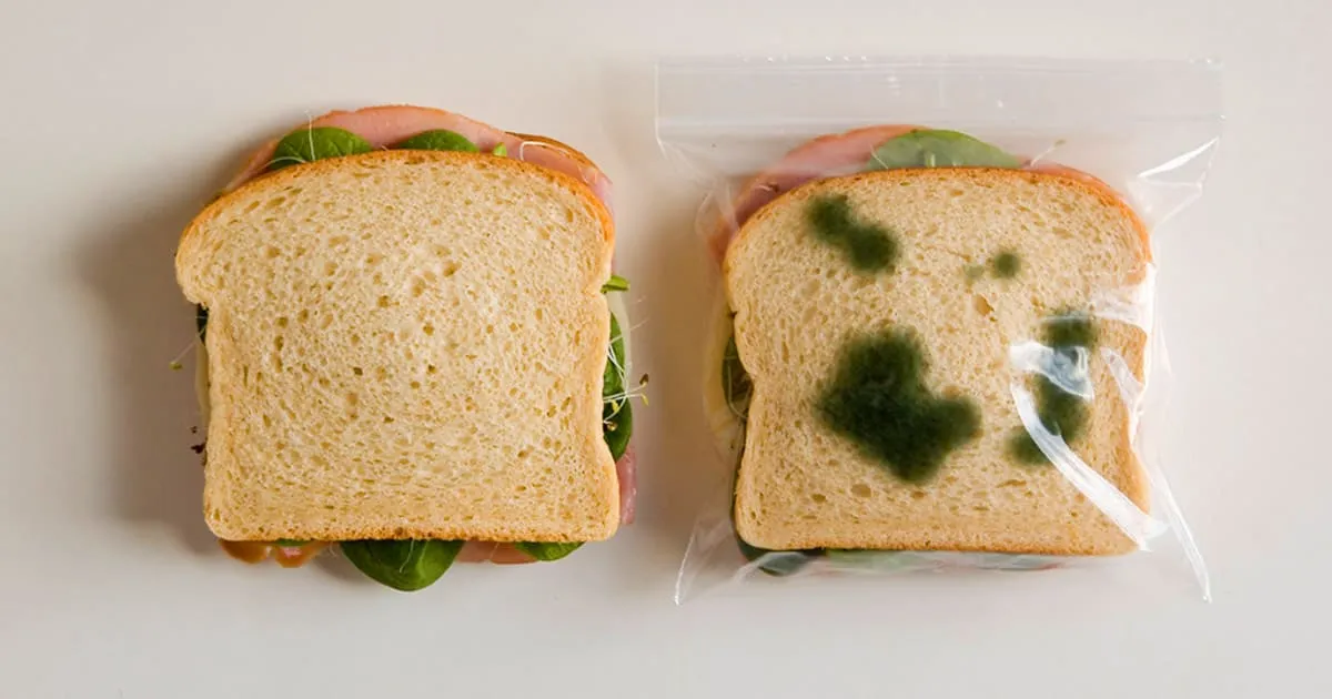 Hướng Dẫn Cách Bảo Quản Sandwich Hiệu Quả