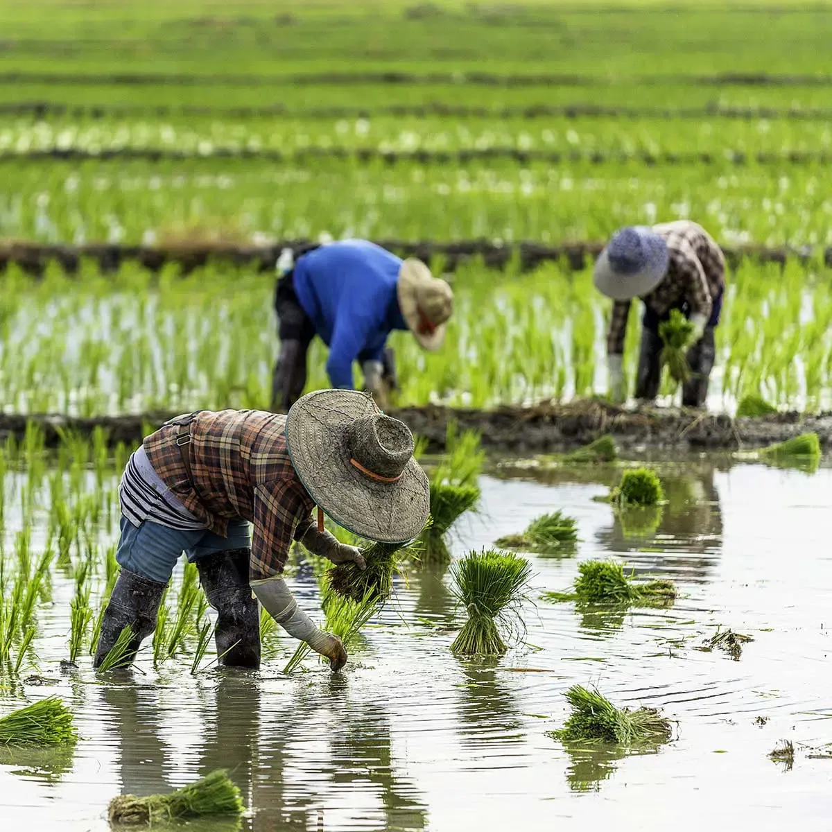 Lập thu là gì? Điều kiêng kỵ cần lưu ý? Tiết lập thu 2024 bắt đầu từ ngày nào?