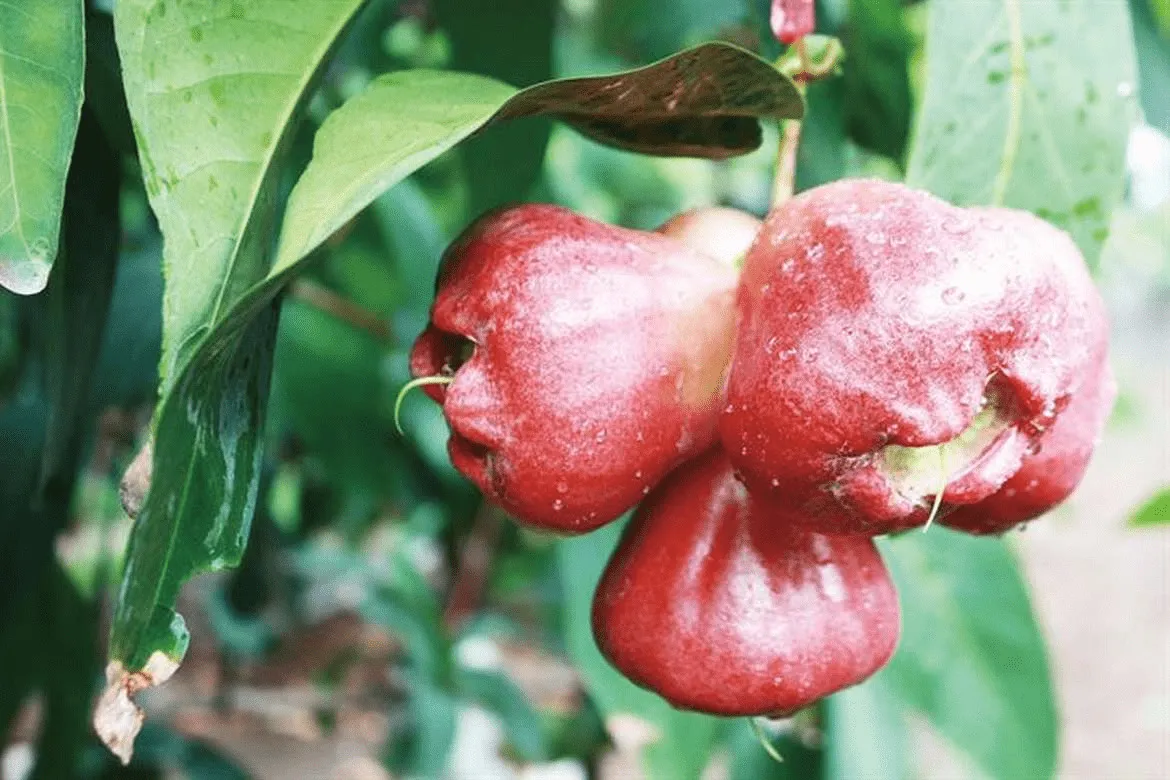 Mận bao nhiêu calo? Ăn mận có gây béo không?