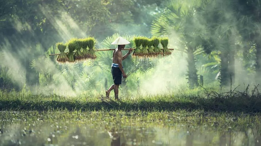 Màu nâu là màu gì? Ý nghĩa của màu nâu trong cuộc sống