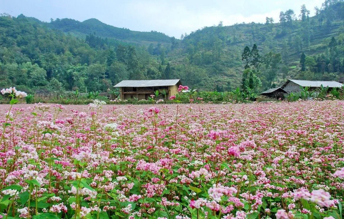 Mê mẩn với 30+ địa điểm du lịch Mộc Châu không thể bỏ lỡ