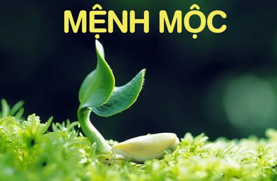 Mộc sinh Hỏa là gì? Mộc sinh Hỏa có tốt không?