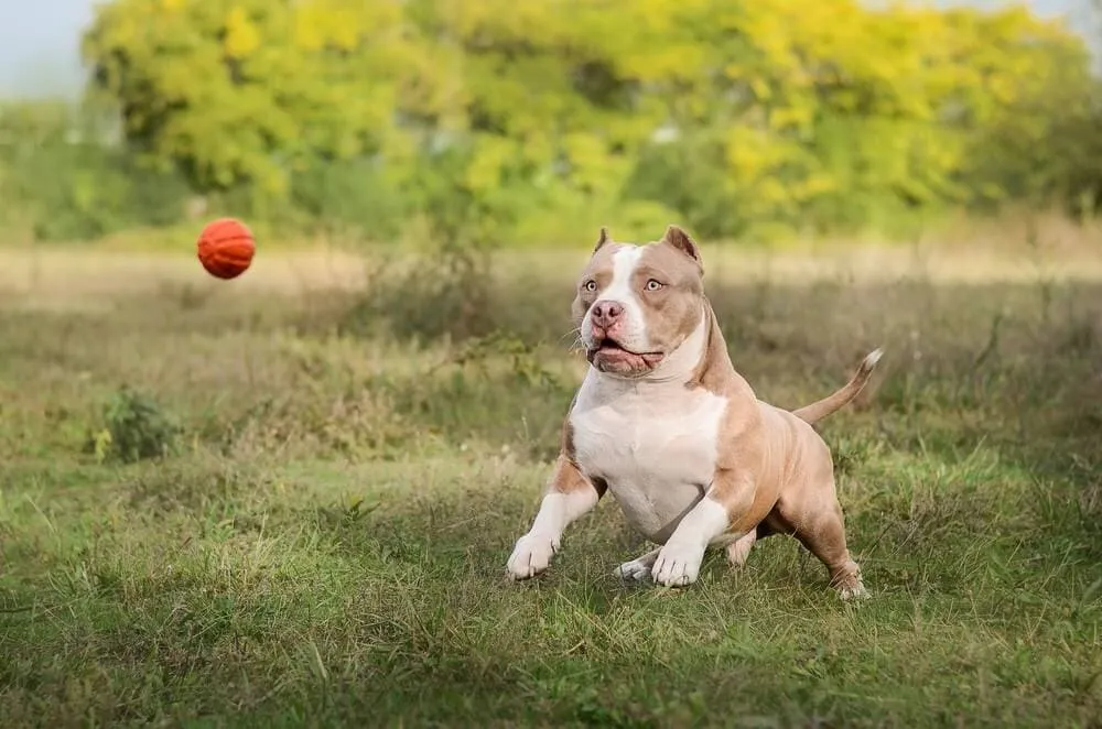 Nguồn gốc của chó Bully, đặc điểm, cách nuôi, giá bán