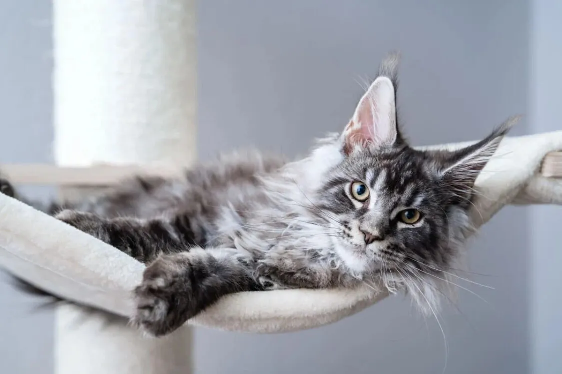 Nguồn gốc, đặc điểm mèo Maine Coon? Chia sẻ kinh nghiệm mua mèo Maine Coon