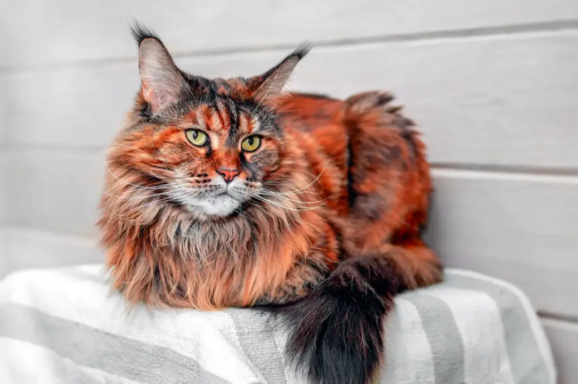 Nguồn gốc, đặc điểm mèo Maine Coon? Chia sẻ kinh nghiệm mua mèo Maine Coon