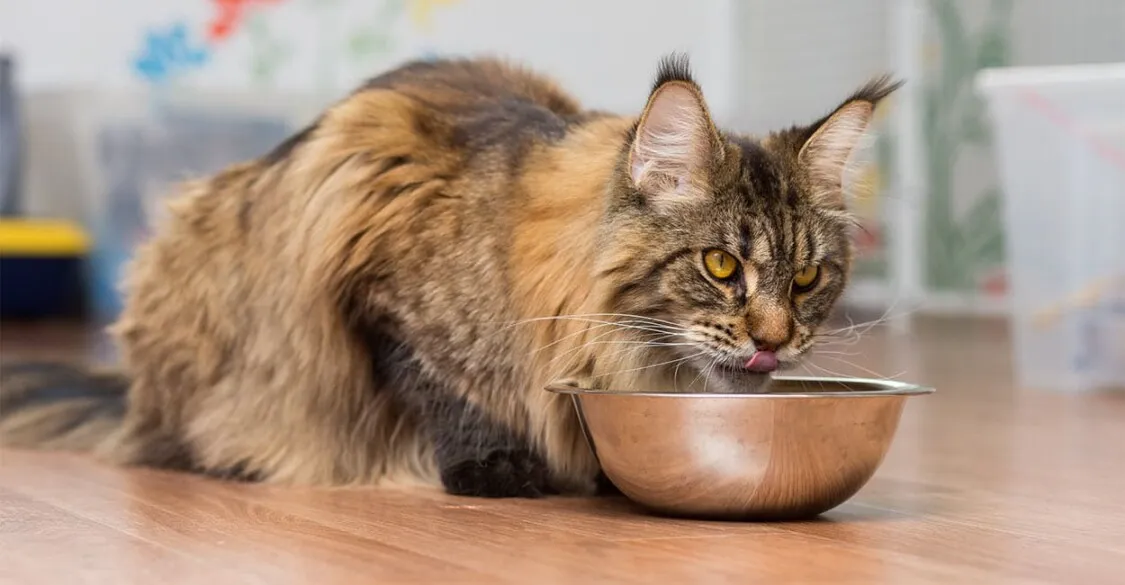 Nguồn gốc, đặc điểm mèo Maine Coon? Chia sẻ kinh nghiệm mua mèo Maine Coon