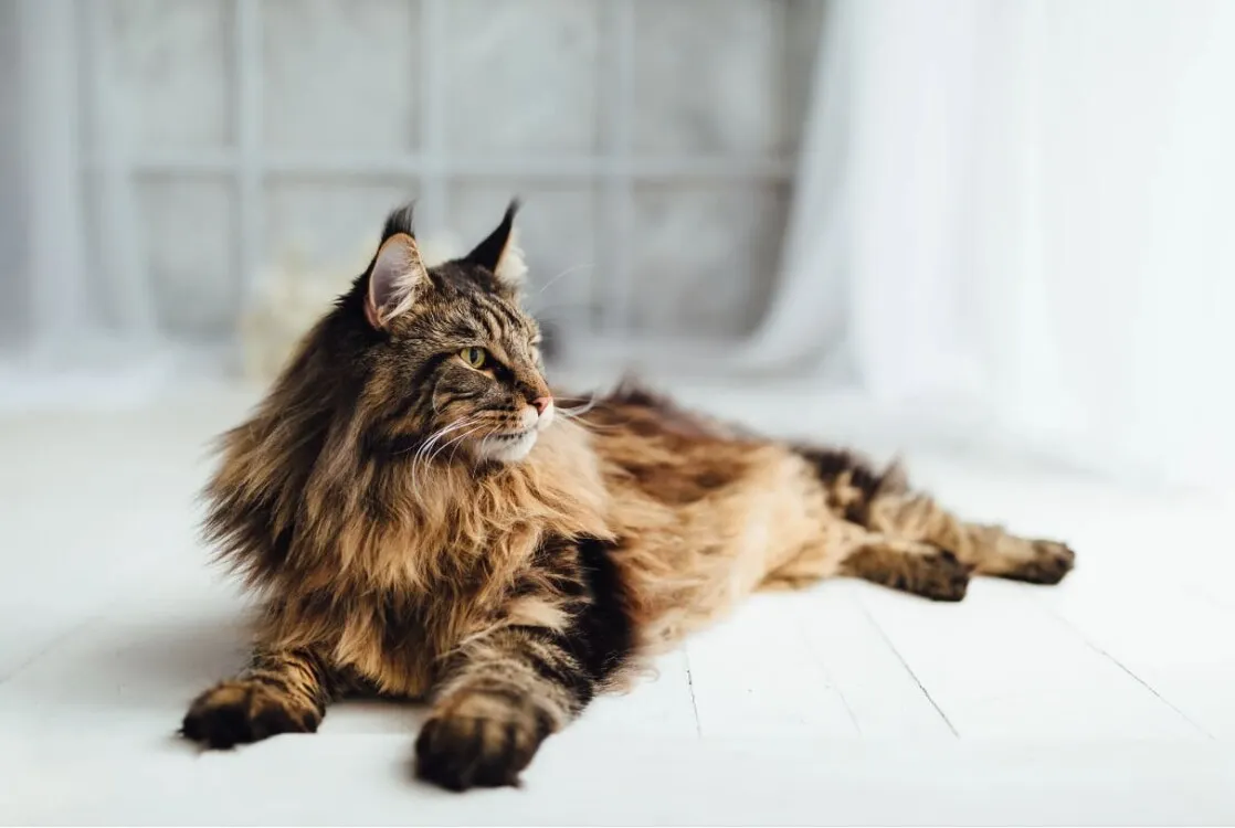 Nguồn gốc, đặc điểm mèo Maine Coon? Chia sẻ kinh nghiệm mua mèo Maine Coon