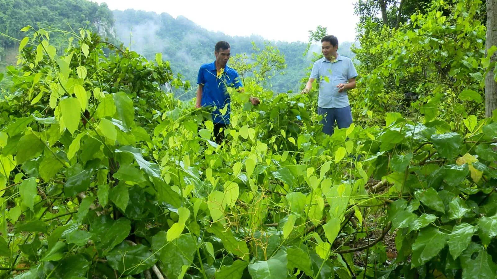 Rau bò khai là rau gì? Công dụng của rau bò khai 