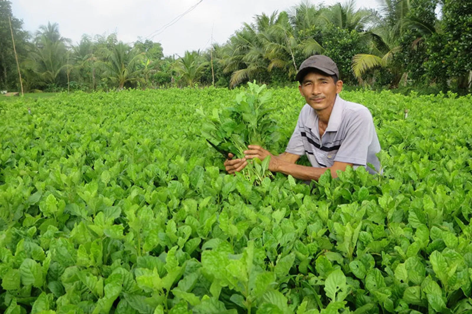 Rau cải trời là gì? Tác dụng, cách dùng và lưu ý khi dùng