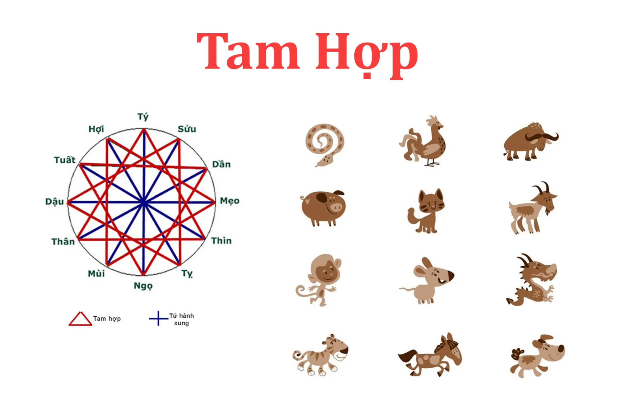 Tam hợp tứ hành xung là gì? Những tuổi tam hợp, tứ hành xung trong 12 con giáp