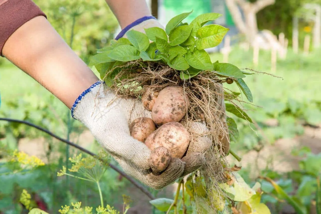 Tất tần tật thông tin về cách trồng rau trên sân thượng