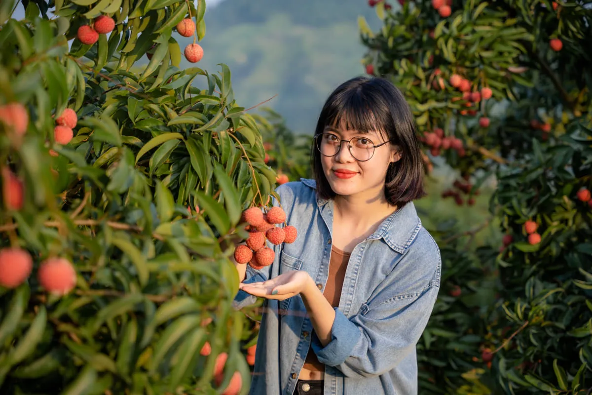 Vải thiều Lục Ngạn là đặc sản của tỉnh nào?