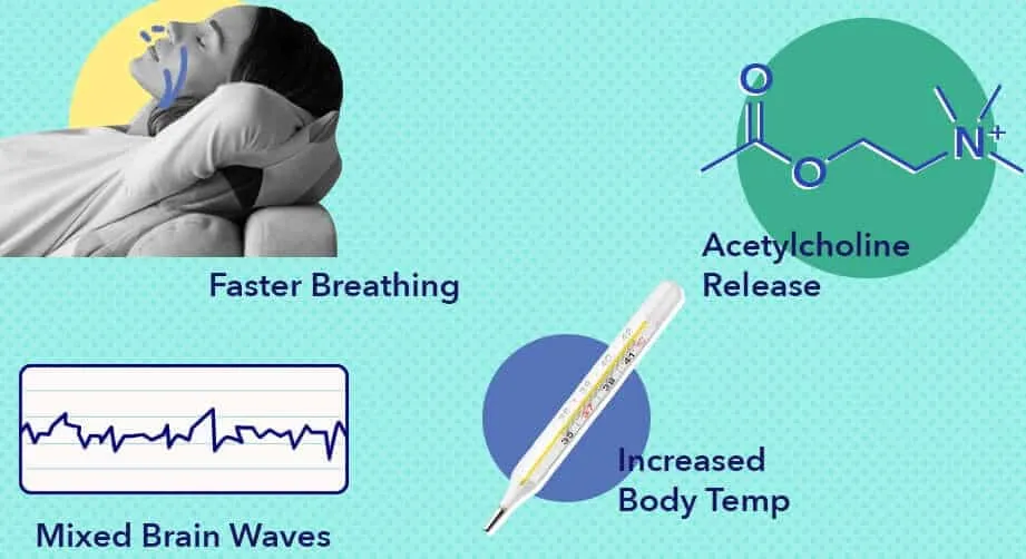 Vai trò của các chất dẫn truyền thần kinh đối với giấc ngủ