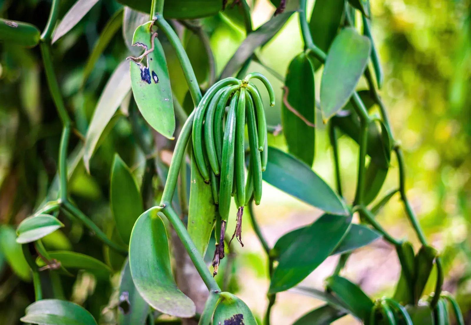 Vanilla là gì? Nguồn gốc, phân loại và tác dụng như thế nào?