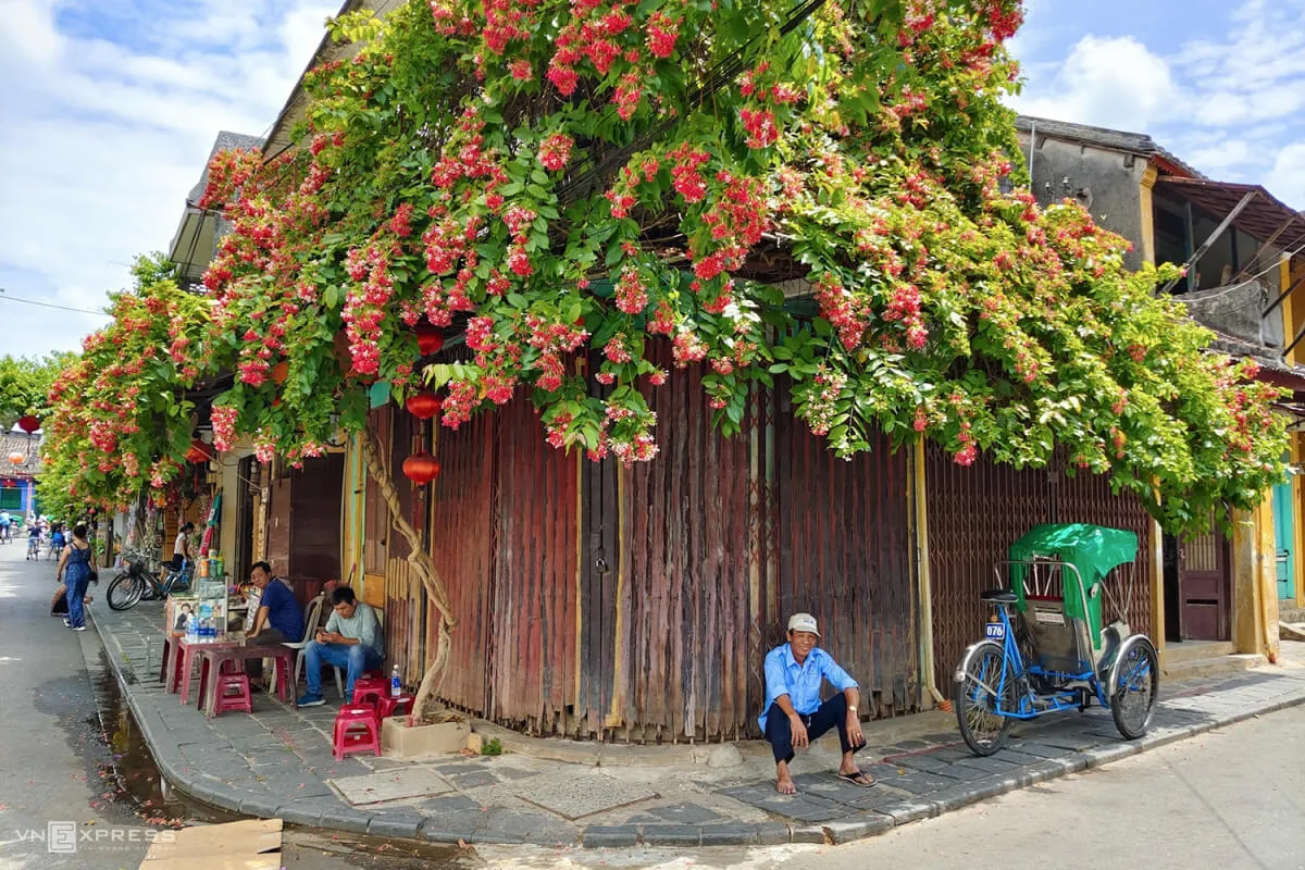 Ý nghĩa của hoa Sử Quân Tử và sự tích đặc biệt phía sau