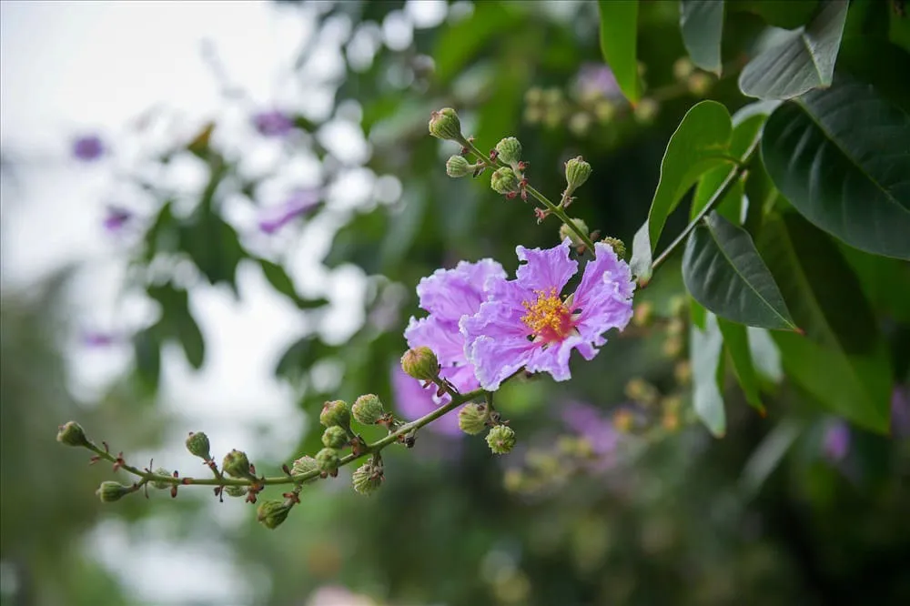 Ý nghĩa hoa Bằng Lăng là gì? Cách trồng và chăm sóc hoa Bằng Lăng như thế nào?