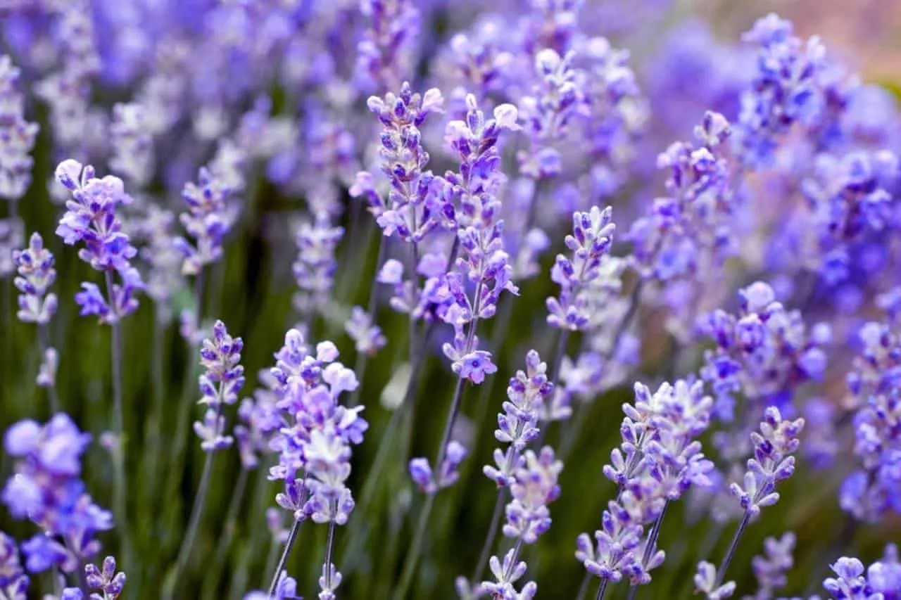 Ý nghĩa hoa Lavender? 3 loại hoa Lavender phổ biến nhất hiện nay