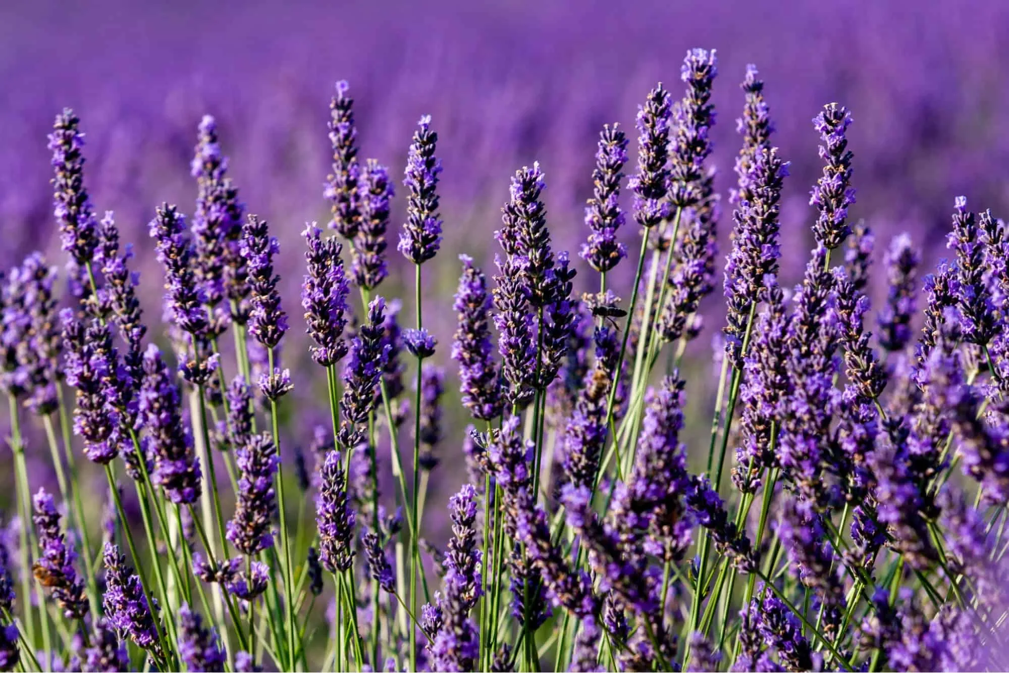 Ý nghĩa hoa Lavender? 3 loại hoa Lavender phổ biến nhất hiện nay