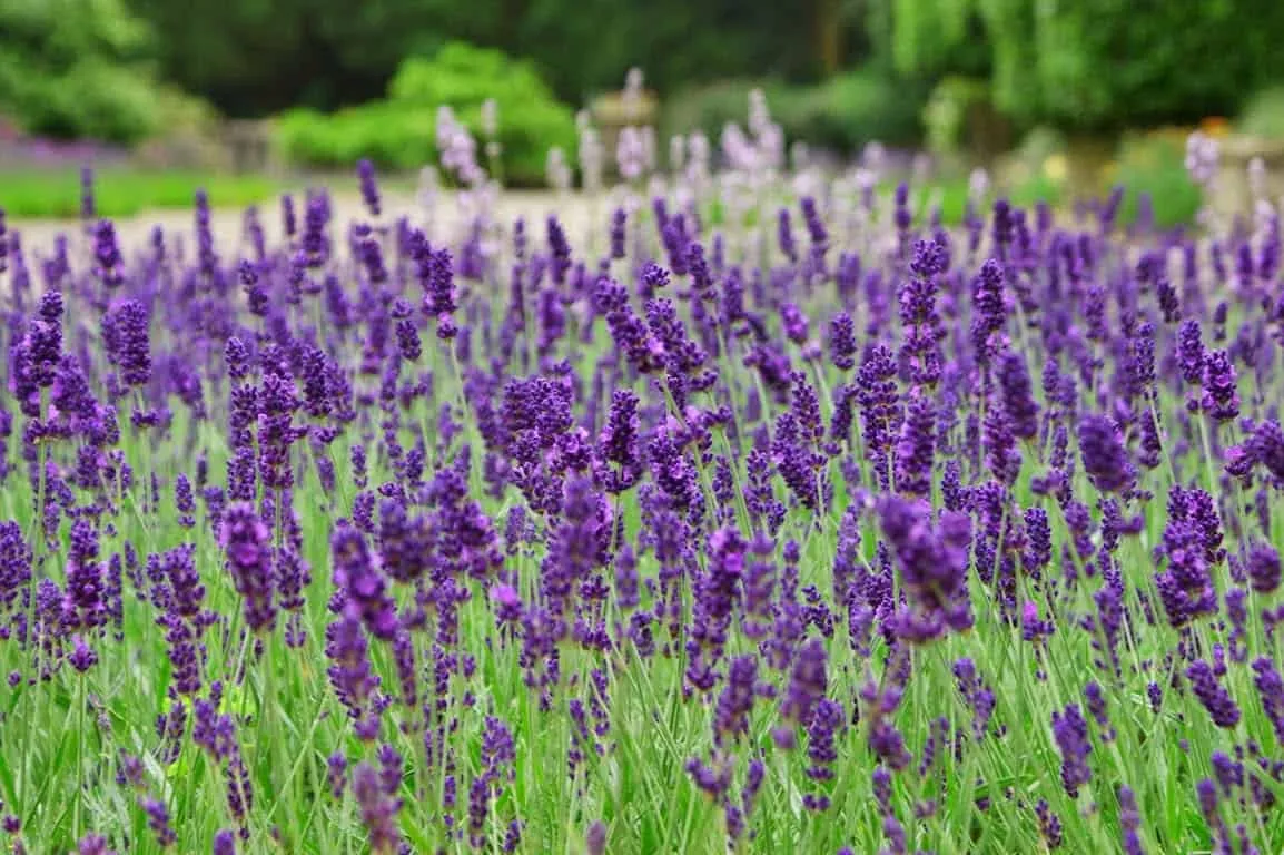 Ý nghĩa hoa Lavender? 3 loại hoa Lavender phổ biến nhất hiện nay