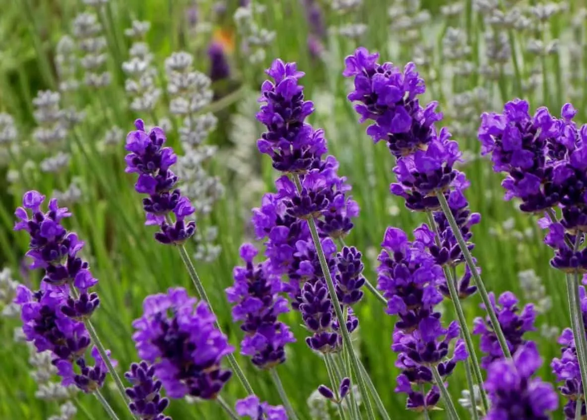 Ý nghĩa hoa Lavender? 3 loại hoa Lavender phổ biến nhất hiện nay