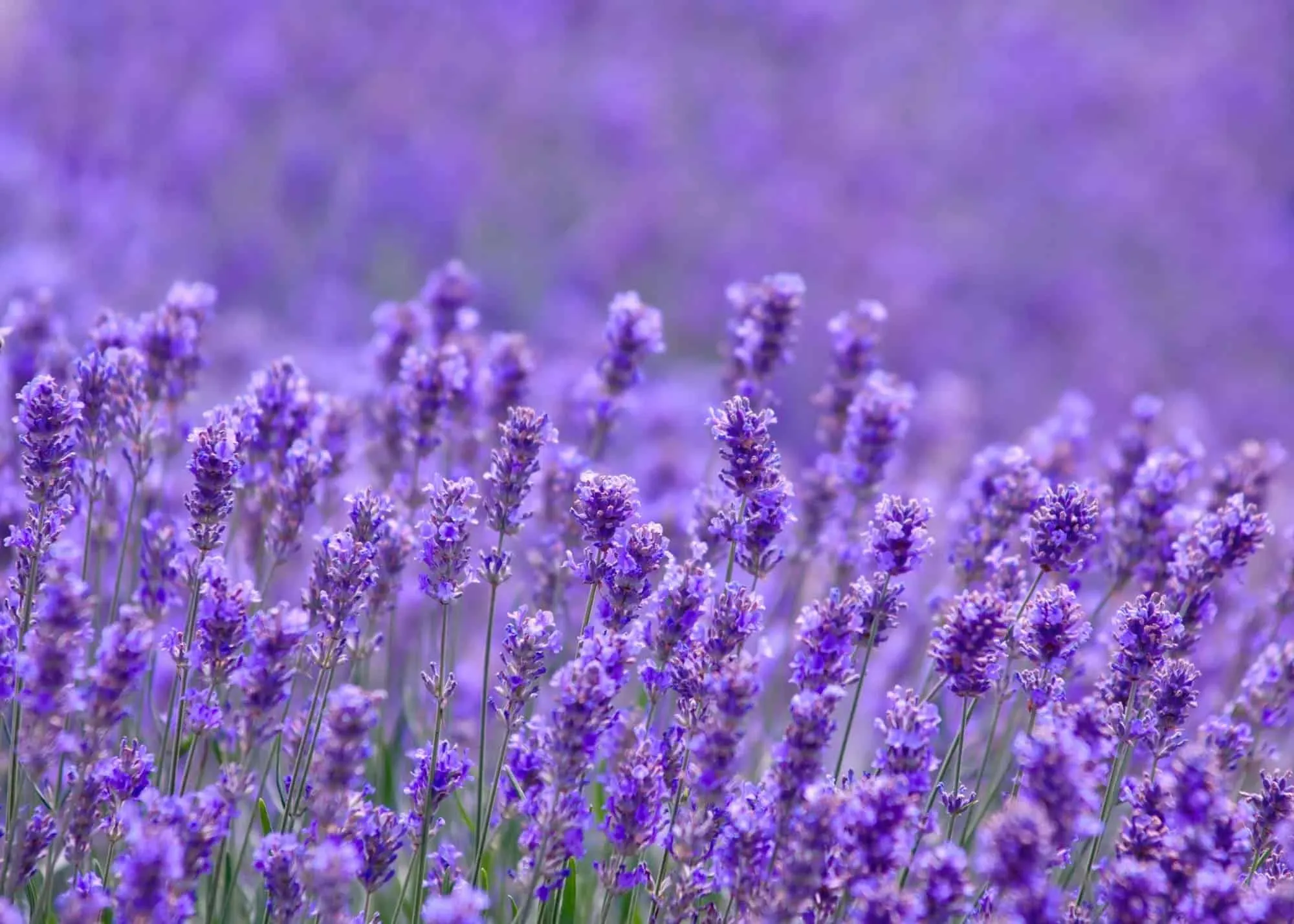 Ý nghĩa hoa Lavender? 3 loại hoa Lavender phổ biến nhất hiện nay