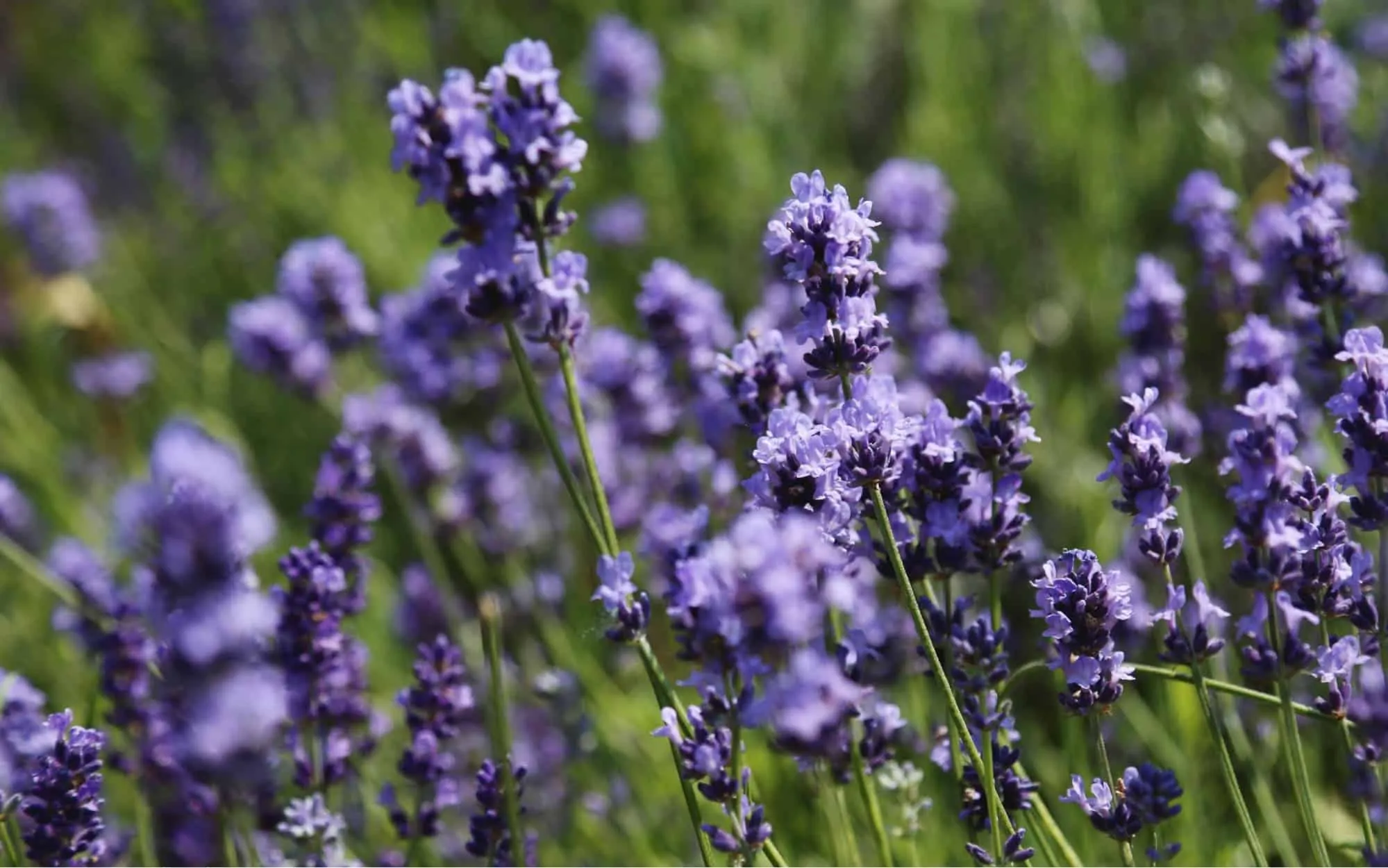 Ý nghĩa hoa Lavender? 3 loại hoa Lavender phổ biến nhất hiện nay