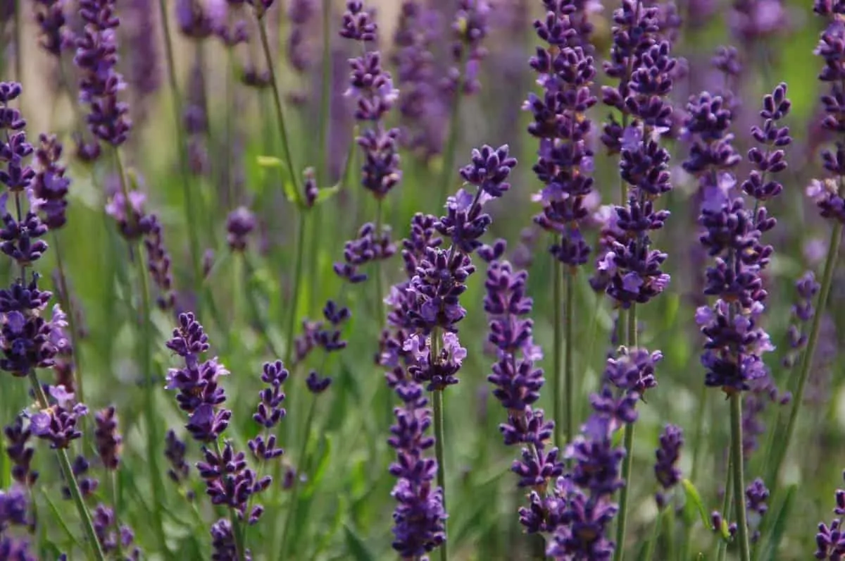 Ý nghĩa hoa Lavender? 3 loại hoa Lavender phổ biến nhất hiện nay