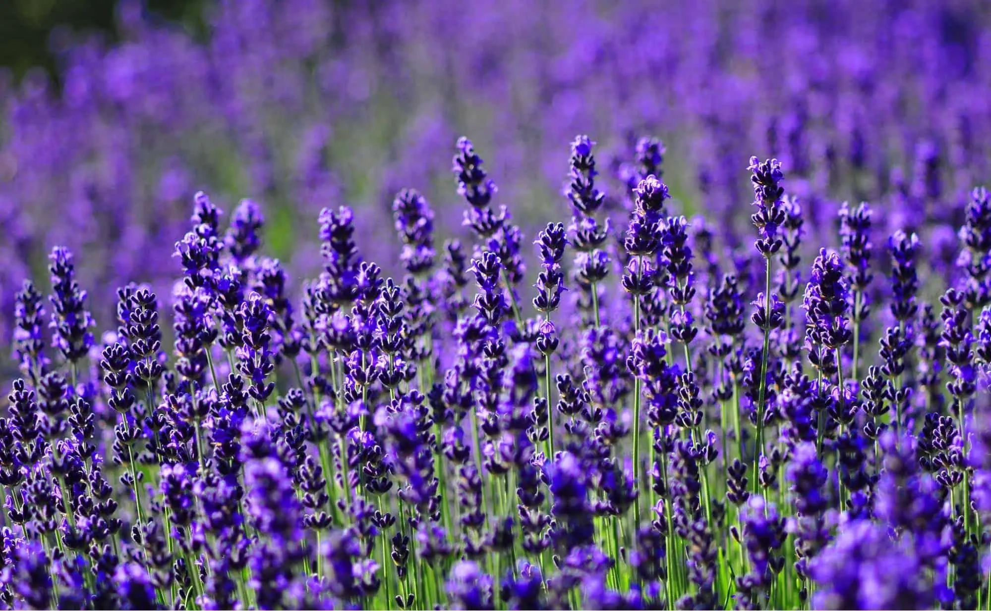 Ý nghĩa hoa Lavender? 3 loại hoa Lavender phổ biến nhất hiện nay