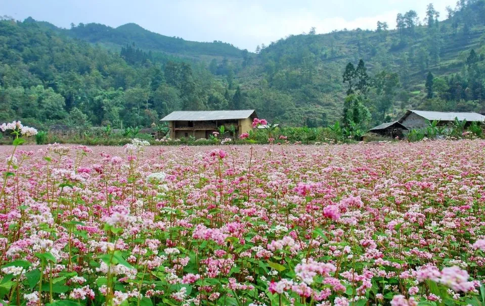 Ý nghĩa hoa Tam Giác Mạch là gì và công dụng của loài hoa này