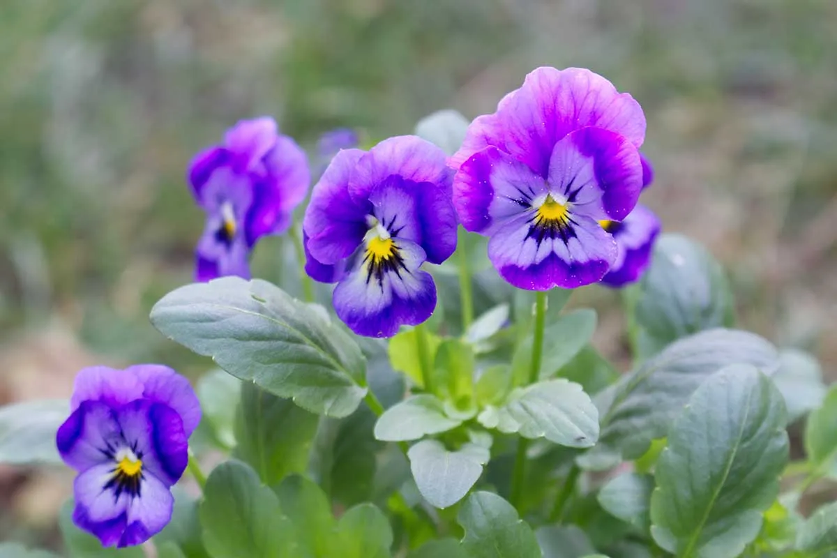 Ý nghĩa hoa Violet: Sự khiêm tốn, lòng trung thành và hòa hợp