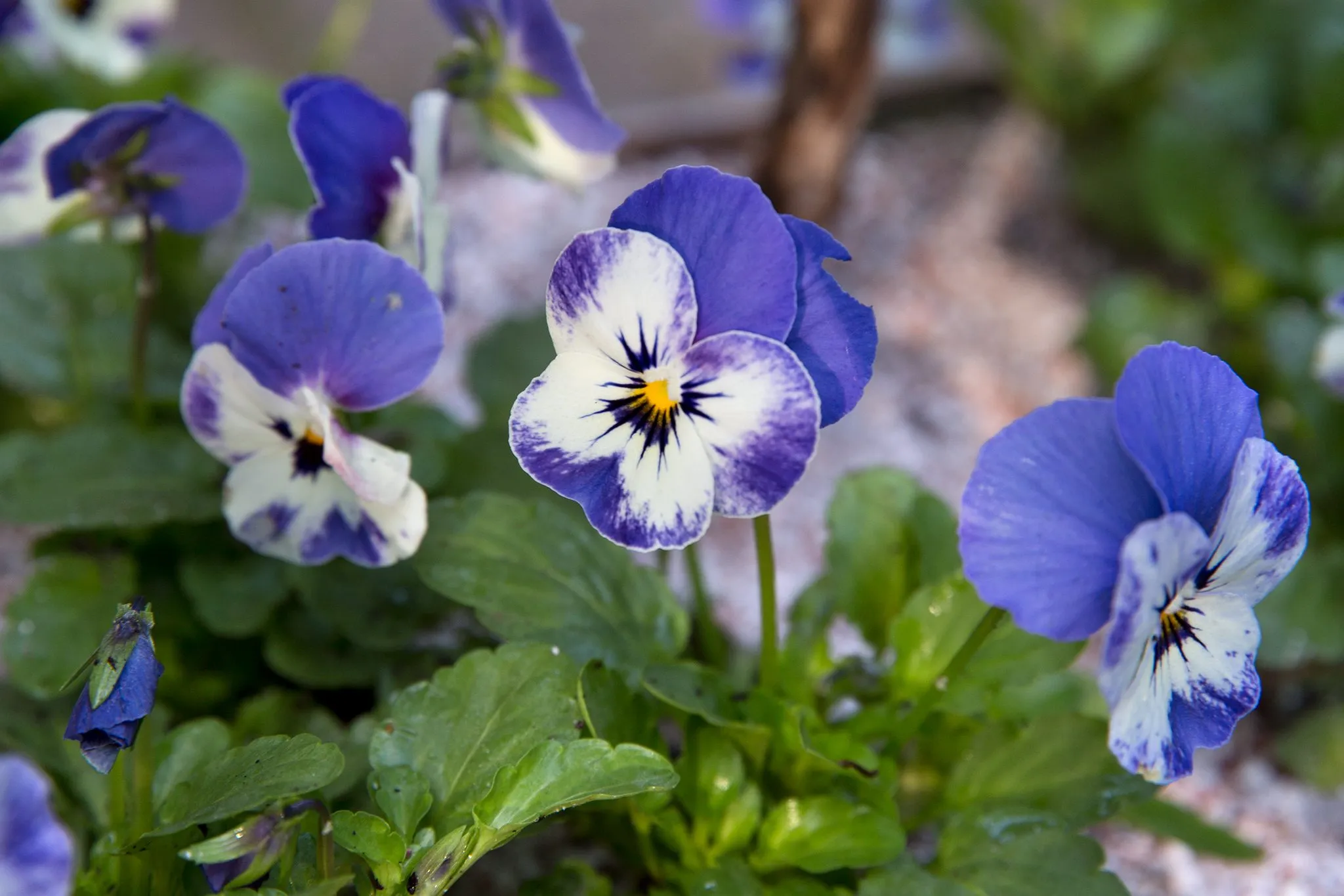 Ý nghĩa hoa Violet: Sự khiêm tốn, lòng trung thành và hòa hợp